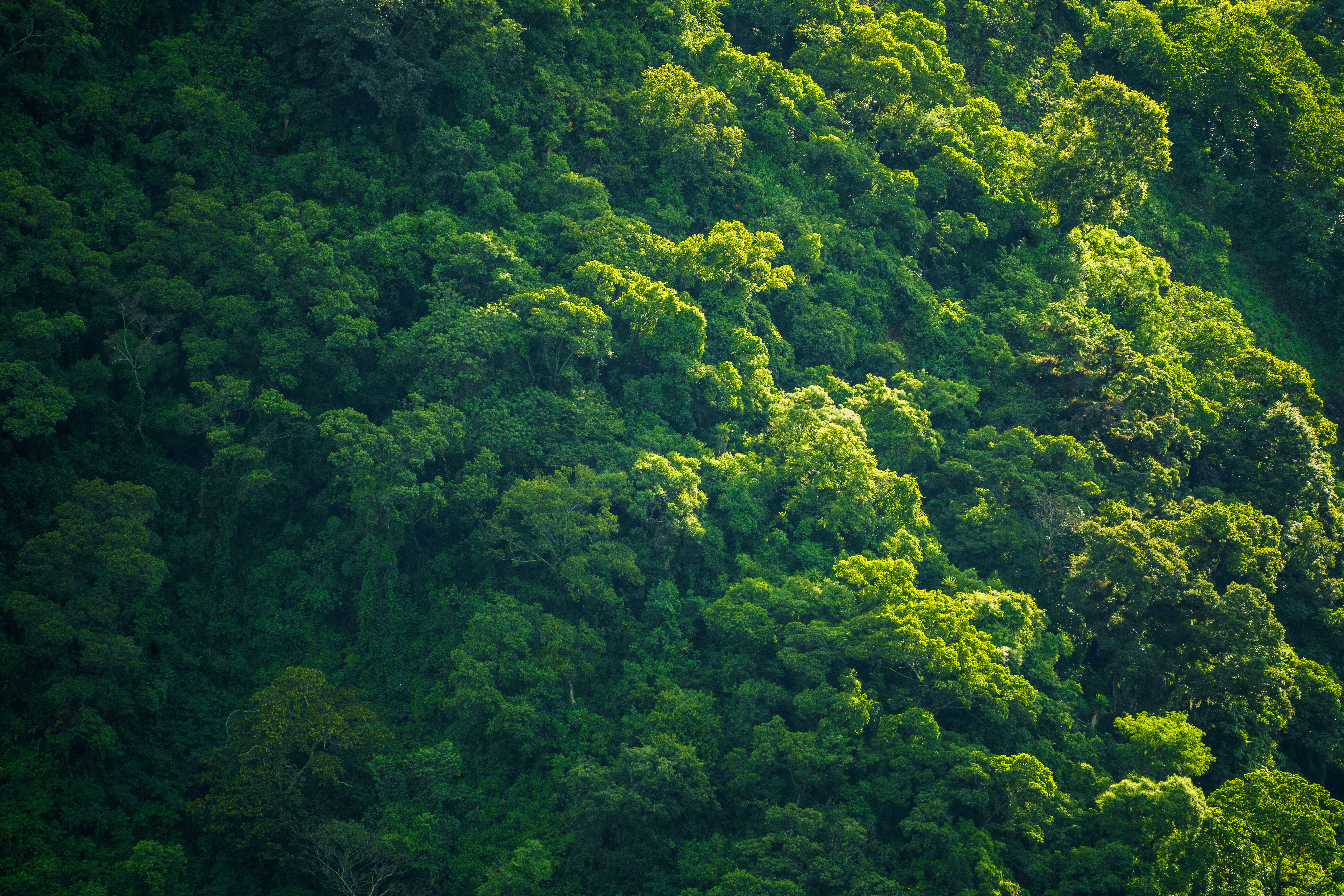 Forêt du Maniema